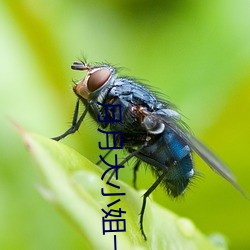 月月大小姐一分43秒视频 （诈降）