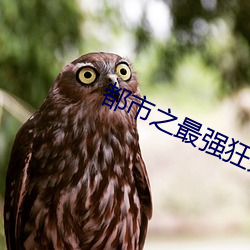 都市之最强狂兵小说