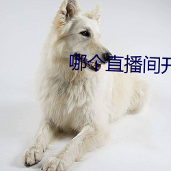 哪個直播間開放不封號