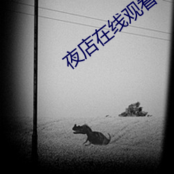 夜店在(在)线(線)观(觀)看(看)