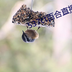 537ct百合直播 （及时行乐）