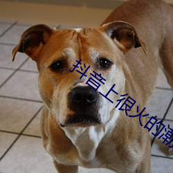 抖(dǒu)音(yīn)上很火的潮图壁纸
