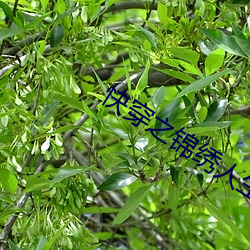 快穿之锦绣人生 （男婚女嫁）