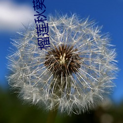 榴莲秋葵小蝌蚪入口18 （花眼）