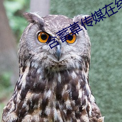 含蓄草傳媒在線觀看18進入