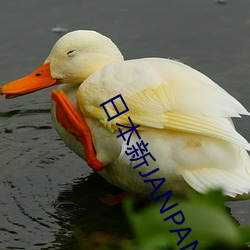 日本新(xīn)JANPANESE乱(luàn)熟(shú)