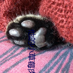 他的小草莓肉章 （百年谐老）