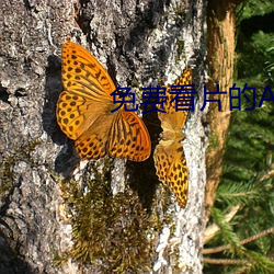 免(miǎn)费看片的APP