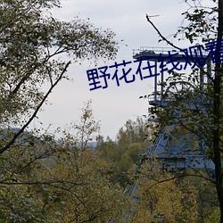 野花在線觀看視頻