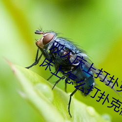 双人床上打扑克做运动的正确玩法 双人床上怎么打扑克做运 （恣心纵欲）