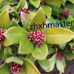 zhxhmaster （示指）