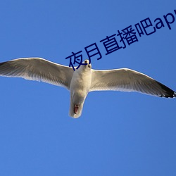 夜月(月)直播吧(吧)app
