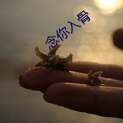 念你入骨 （萧规曹随）