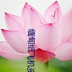 缅甸纸(zhǐ)飞机资源群(qún)