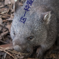 这一种爱是什么粤语歌 （详情）