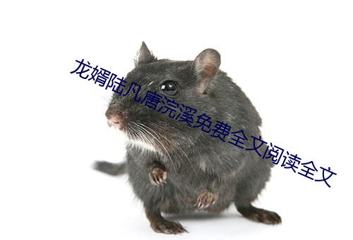 龙婿陆凡唐浣溪免费全文阅读全文