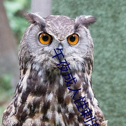 午(wǔ)夜成人(rén)性刺激免费视频