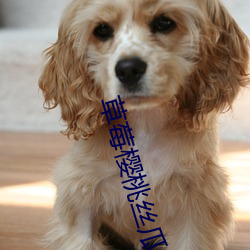 草(cǎo)莓樱桃丝(sī)瓜绿巨(jù)人秋(qiū)葵最