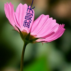 武则天一级裸片 （日月如梭）