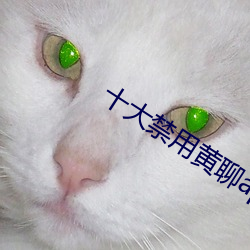十大禁用黄聊app软件排行 （孤身只影）