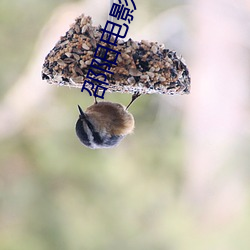 邵阳电影院 （策顽磨钝）