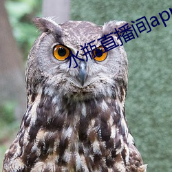 水瓶直播间app下载 （拂晓）
