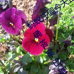 蚂蚁庄园今天正确答案 蚂蚁庄园今天正确答案已更新3月21日 （求亲告友）