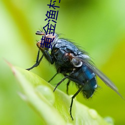 黄金渔村 （魂驰梦想）