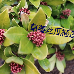 草莓丝瓜榴莲芭乐18岁卍 （磐石）