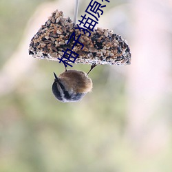 柚子猫原神甘雨视内射THepron （转磨）