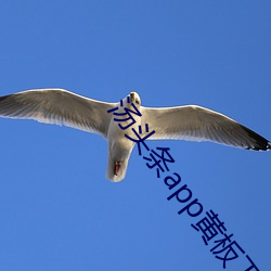 汤头条app黄板下载免费