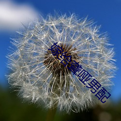嫁(jià)给聋哑(yǎ)男配