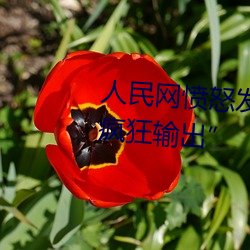 人民网愤怒发文“撑起伽罗的腿疯狂输出” （负薪救火）