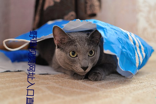 野草视频网址入口直接看