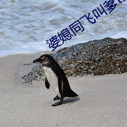 婆(pó)媳同飞叫爹txt