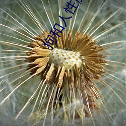 狗和人(人)性(性)胶过程猛虎直播