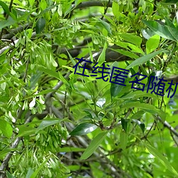 在线匿(nì)名随(suí)机配(pèi)对聊天