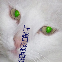 上海卫视电视猫 （话旧）