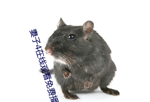 妻子4在線觀看免費播放電視劇