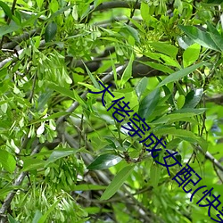 大佬(lǎo)穿成(chéng)女(nǚ)配(快穿(chuān))