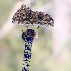 破解(解)直播(播)付费房(房)间app