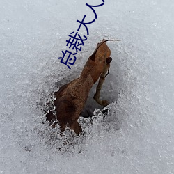 總裁大人放肆愛