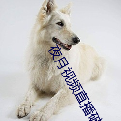 夜月视频直播破解版