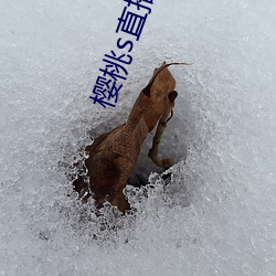 樱桃s直播免费观看 （零丁孤苦）