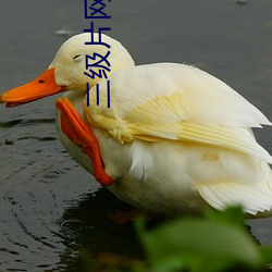 三级片网(wǎng)站下载app