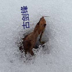 古(gǔ)剑锋