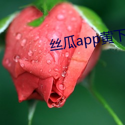 丝瓜(guā)app黄(huáng)下(xià)载