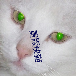 黄版快猫