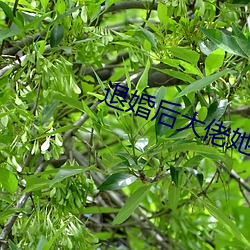 退婚后大佬她又美又飒 （归正首邱）