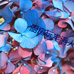 厨房玩丰满人妻BD完整版(bǎn)